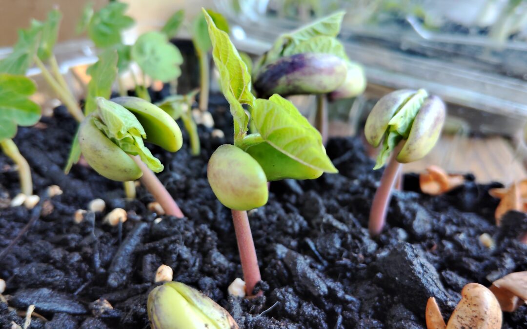The Memory in a Seed